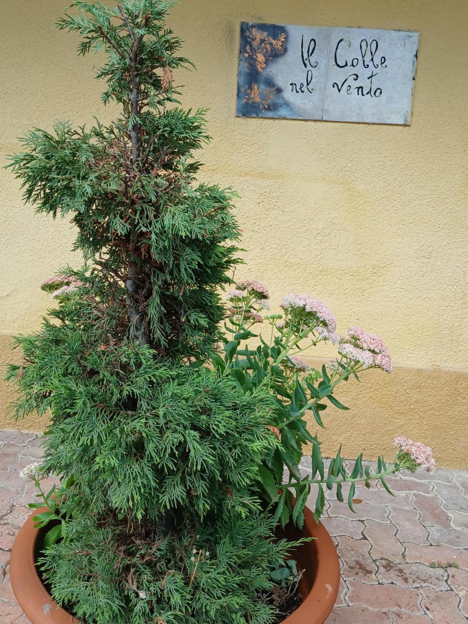 Casa Vacanza Il Colle Del Vento Calosso エクステリア 写真